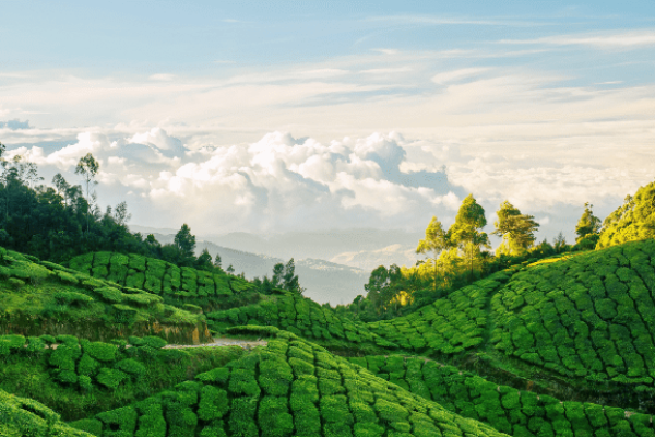 Munnar